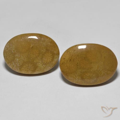 Par de Coral Fósil Ovalada a juego de 20,4 x 14,7mm - Peso 26,39 ct en total / promedio. 13,2 ct cada uno, piedra preciosa natural No tratado, color Multicolor con claridad Opaco, dureza Mohs 6.5 - 7 Adecuado para joyas de uso diario, Photo A