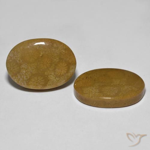 26.39 ctw Multicolor Fossil Coral Stones, Natural Fossil Coral in Oval Cabochon Shape for Sale