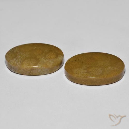 Fossil Coral Gemstones in 20 x 15 mm (calibrated) Size for Sale, Fossil Coral Stones in Multicolor Color
