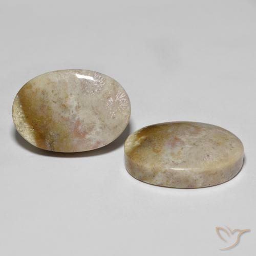 34.92 ctw Multicolor Fossil Coral Stones, Natural Fossil Coral in Oval Cabochon Shape for Sale