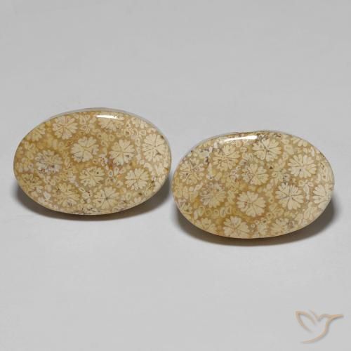29.24ctw Natural Multicolor Fossil Coral, Oval, Opaque