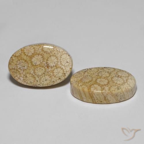 29.24 ctw Multicolor Fossil Coral Stones, Natural Fossil Coral in Oval Cabochon Shape for Sale
