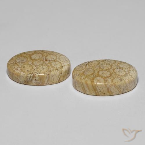 Fossil Coral Gemstones in 20.8 x 13.8 mm Size for Sale, Fossil Coral Stones in Multicolor Color