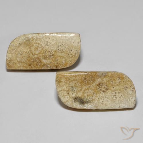 28.82ctw Natural Multicolor Fossil Coral, Fancy, Opaque