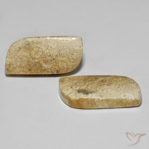 28.82 ctw Multicolor Fossil Coral Stones, Natural Fossil Coral in Fancy Cabochon Shape for Sale