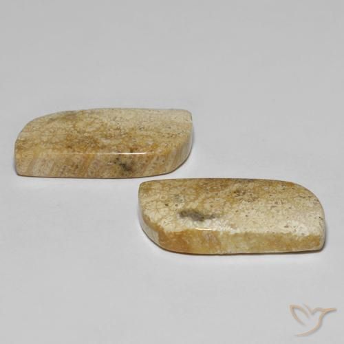 Fossil Coral Gemstones in 24.5 x 11.7 mm Size for Sale, Fossil Coral Stones in Multicolor Color