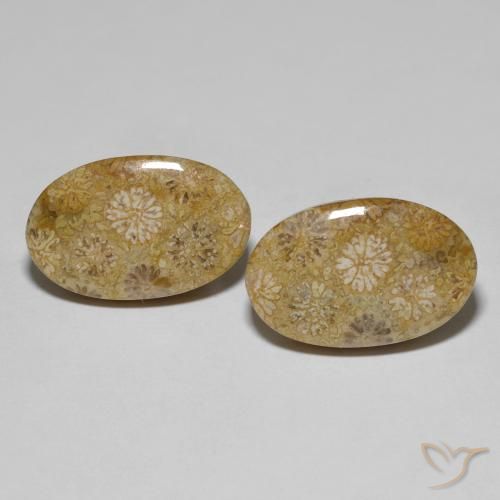 22.57 ctw Multicolor Fossil Coral Gemstones, Fossil Coral Gems in Oval Cabochon Shape for Sale.