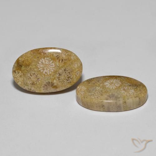 22.57 ctw Multicolor Fossil Coral Stones, Natural Fossil Coral in Oval Cabochon Shape for Sale