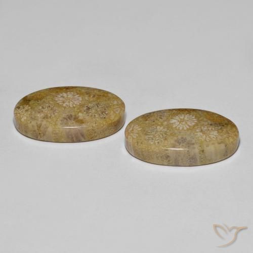 Fossil Coral Gemstones in 20.4 x 12.9 mm Size for Sale, Fossil Coral Stones in Multicolor Color