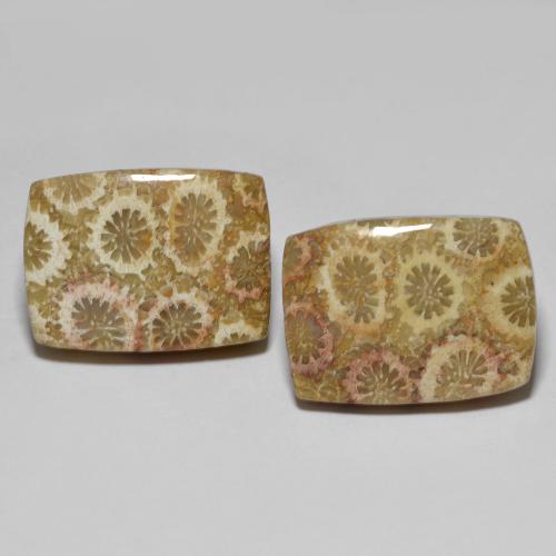 18 x 13.4mm Matching Cushion Fossil Coral Pair - Weight 24.9ct total / avg. 12.45ct each, Multicolor Color in Opaque Clarity, Natural untreated Gemstone, Mohs Hardness 6.5 - 7 suitable for daily wear jewelry, Photo A
