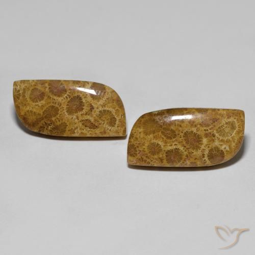 17.76 ct Fancy Fossil Coral, 20.6 x 10.3 mm From Indonesia, Photo A