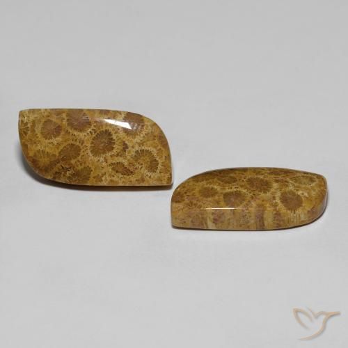 17.76 ctw Multicolor Fossil Coral Stones, Natural Fossil Coral in Fancy Cabochon Shape for Sale