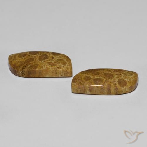 Fossil Coral Gemstones in 20.6 x 10.3 mm Size for Sale, Fossil Coral Stones in Multicolor Color