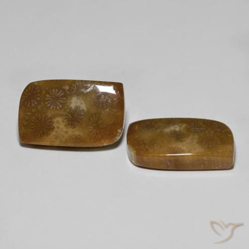 30.11 ctw Multicolor Fossil Coral Stones, Natural Fossil Coral in Fancy Cabochon Shape for Sale