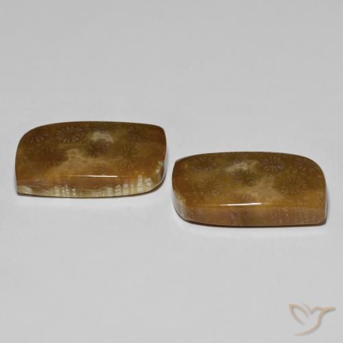 Fossil Coral Gemstones in 21.5 x 13.4 mm Size for Sale, Fossil Coral Stones in Multicolor Color