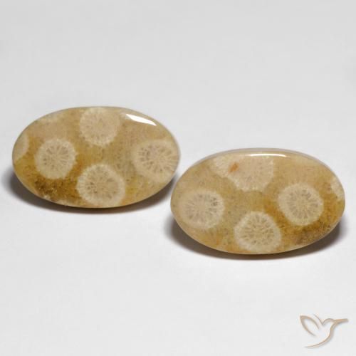 28.88ctw Natural Multicolor Fossil Coral, Oval, Opaque