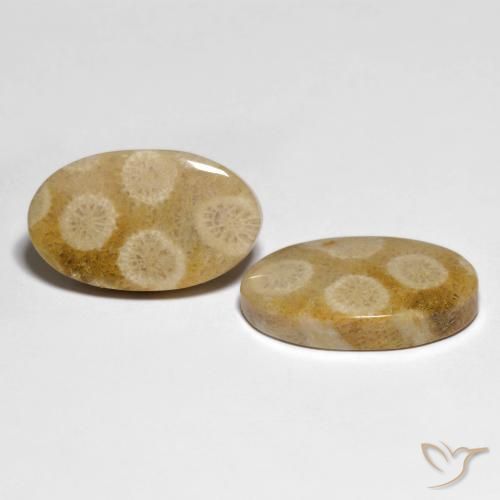 28.88 ctw Multicolor Fossil Coral Stones, Natural Fossil Coral in Oval Cabochon Shape for Sale