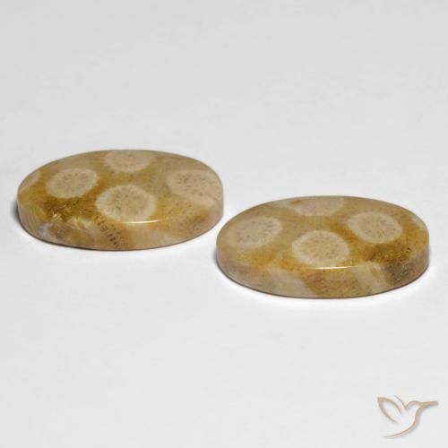 Fossil Coral Gemstones in 22.7 x 13.7 mm Size for Sale, Fossil Coral Stones in Multicolor Color