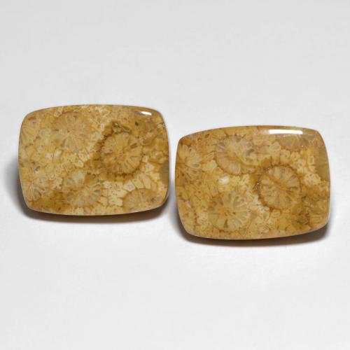 Multicolor Fossil Coral Gem - 13.6ct Cushion Cabochon (ID: 606477)