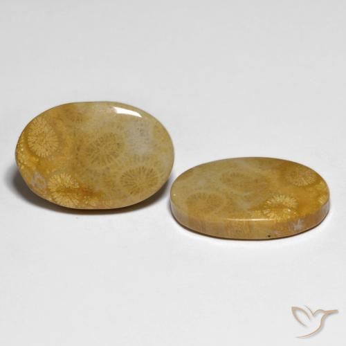 29.58 ctw Multicolor Fossil Coral Stones, Natural Fossil Coral in Oval Cabochon Shape for Sale