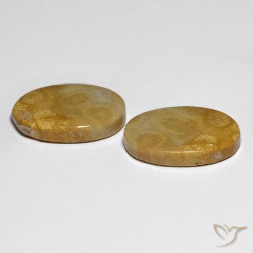 Fossil Coral Gemstones in 22.4 x 15.1 mm Size for Sale, Fossil Coral Stones in Multicolor Color