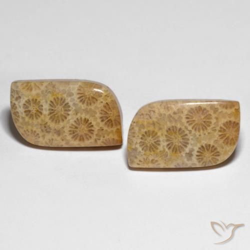 25.29ctw Natural Multicolor Fossil Coral, Fancy, Opaque