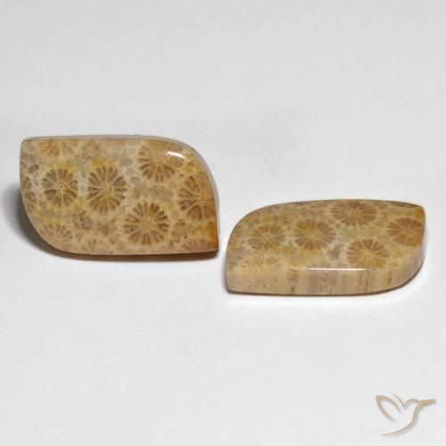 25.29 ctw Multicolor Fossil Coral Stones, Natural Fossil Coral in Fancy Cabochon Shape for Sale