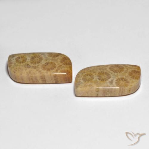 Fossil Coral Gemstones in 20.3 x 12.1 mm Size for Sale, Fossil Coral Stones in Multicolor Color