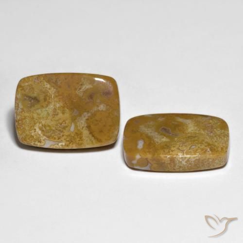 27.23 ctw Multicolor Fossil Coral Stones, Natural Fossil Coral in Cushion Cabochon Shape for Sale