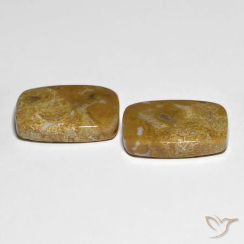 Fossil Coral Gemstones in 19.9 x 14.2 mm Size for Sale, Fossil Coral Stones in Multicolor Color