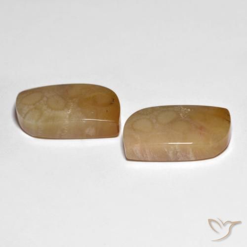 Fossil Coral Gemstones in 20.9 x 12.9 mm Size for Sale, Fossil Coral Stones in Multicolor Color