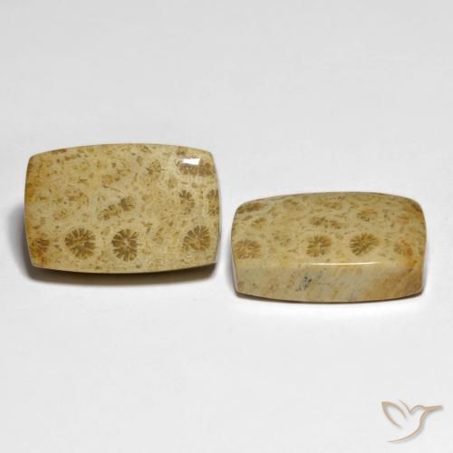 32.19 ctw Multicolor Fossil Coral Stones, Natural Fossil Coral in Cushion Cabochon Shape for Sale