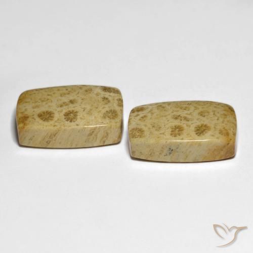 Fossil Coral Gemstones in 19.7 x 12.9 mm Size for Sale, Fossil Coral Stones in Multicolor Color