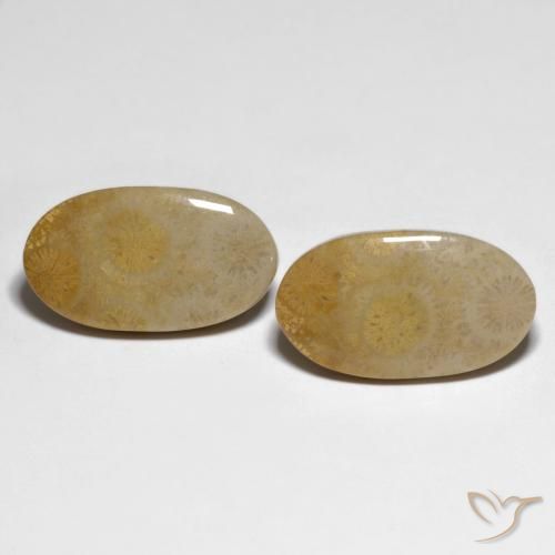 20.84 ct Oval Fossil Coral, 21.9 x 12.5 mm From Indonesia, Photo A