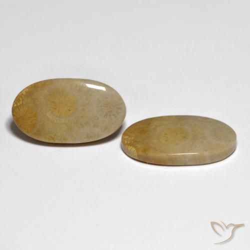 20.84 ctw Multicolor Fossil Coral Stones, Natural Fossil Coral in Oval Cabochon Shape for Sale
