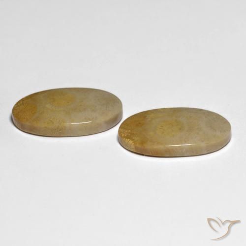 Fossil Coral Gemstones in 21.9 x 12.5 mm Size for Sale, Fossil Coral Stones in Multicolor Color