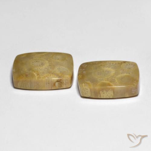 Fossil Coral Gemstones in 16.9 x 12.8 mm Size for Sale, Fossil Coral Stones in Multicolor Color