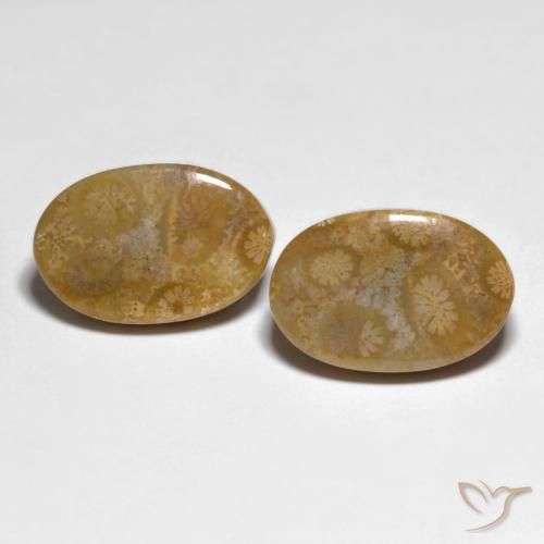 19.51 ct Oval Fossil Coral, 18.3 x 12.1 mm From Indonesia, Photo A