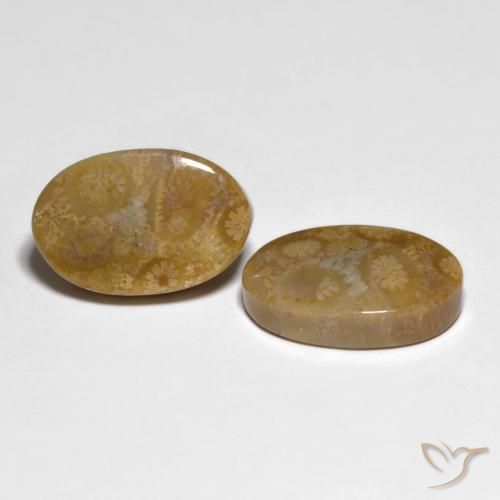 19.51 ctw Multicolor Fossil Coral Stones, Natural Fossil Coral in Oval Cabochon Shape for Sale