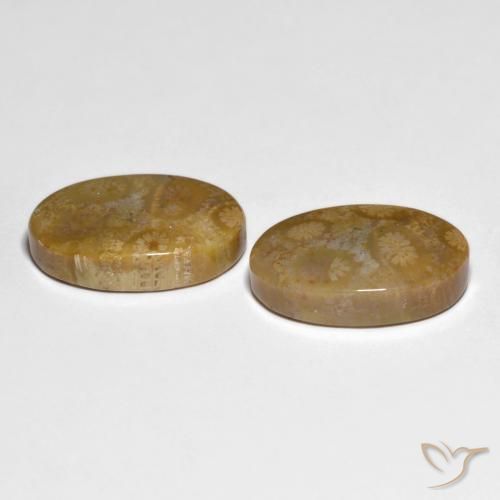 Fossil Coral Gemstones in 18.3 x 12.1 mm Size for Sale, Fossil Coral Stones in Multicolor Color