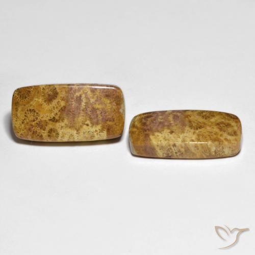 21.66 ctw Multicolor Fossil Coral Stones, Natural Fossil Coral in Cushion Cabochon Shape for Sale