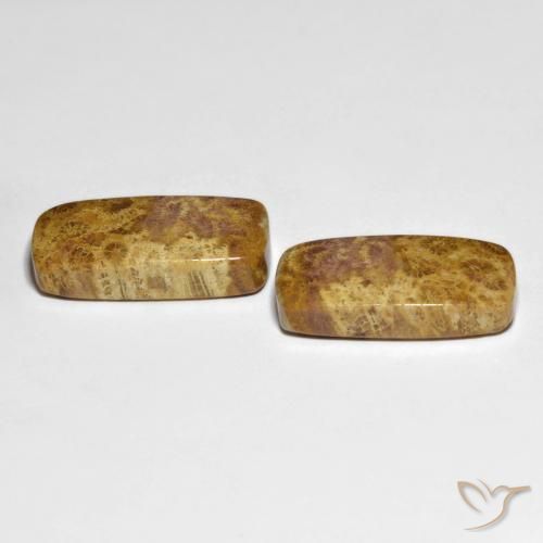Fossil Coral Gemstones in 20.8 x 10.6 mm Size for Sale, Fossil Coral Stones in Multicolor Color