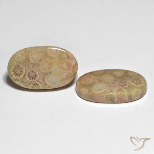 26.13 ctw Multicolor Fossil Coral Stones, Natural Fossil Coral in Oval Cabochon Shape for Sale