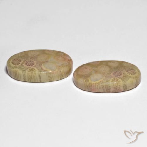 Fossil Coral Gemstones in 21.7 x 13.2 mm Size for Sale, Fossil Coral Stones in Multicolor Color