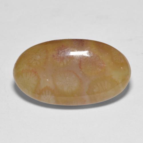 Multicolor Fossil Coral Gem - 10.6ct Oval Cabochon (ID: 606798)