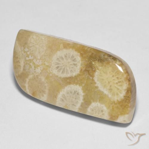 13.52 ct Multicolor Fossil Coral Stone, Natural Fossil Coral in Fancy Cabochon Shape for Sale