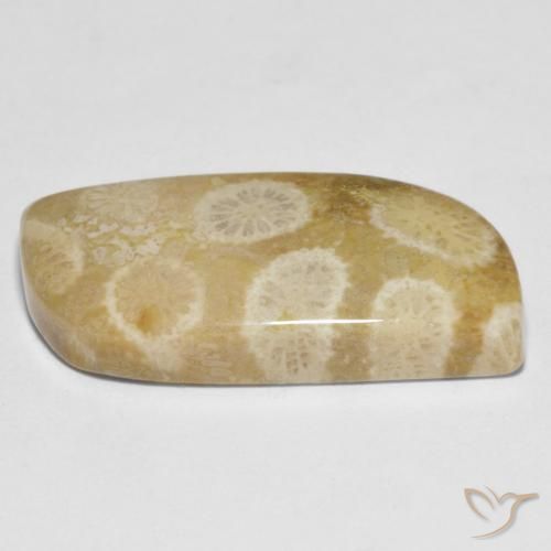 Fossil Coral Gemstone in 25.7 x 11.5 mm Size for Sale, Fossil Coral Stone in Multicolor Color