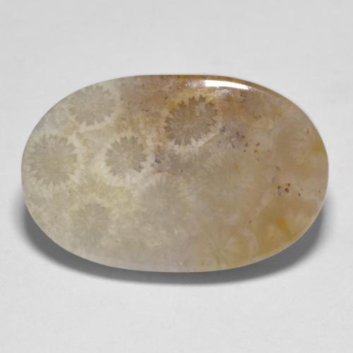 Multicolor Fossil Coral Gem - 15.2ct Oval Cabochon (ID: 606800)