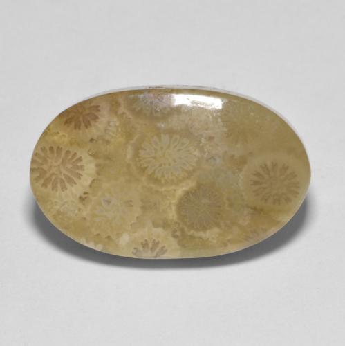 Multicolor Fossil Coral Gem - 10.5ct Oval Cabochon (ID: 606801)