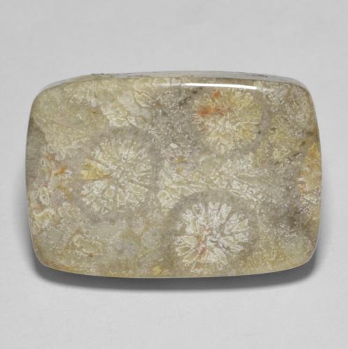 Multicolor Fossil Coral Gem - 18ct Cushion Cabochon (ID: 606802)
